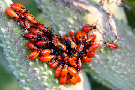 Large Milkweed Bug Nymphsの写真素材