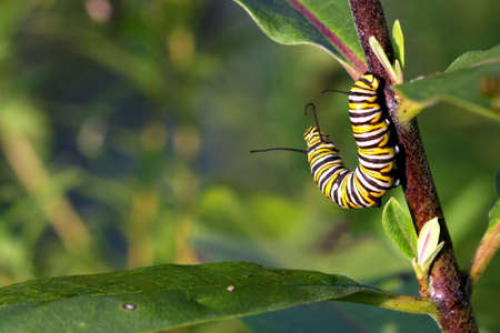 Monarch Butterfly Caterpillar On Milkweedの写真素材