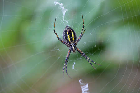 Banded Garden Spider Undersideの写真素材