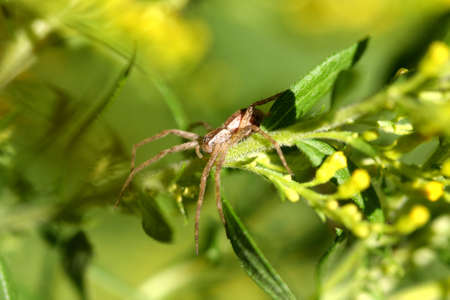Nursery Web Spider - Pisaurina spの写真素材