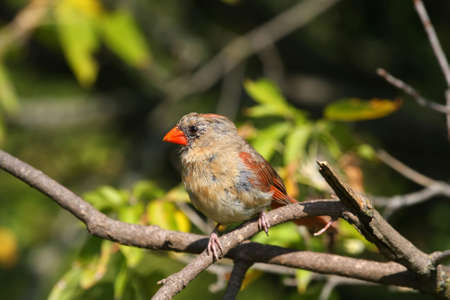 Cardinal Femaleの写真素材