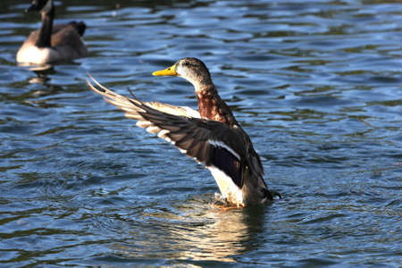 Mallard Duck Anas platyrhynchosの写真素材