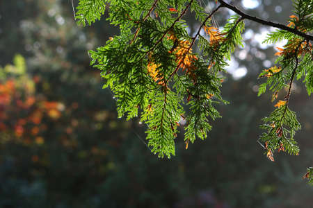 Early Morning Sunlightの写真素材