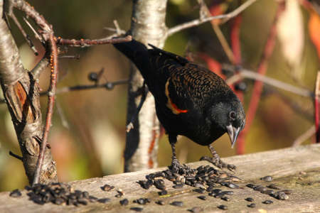 Red-winged Blackbird maleの写真素材
