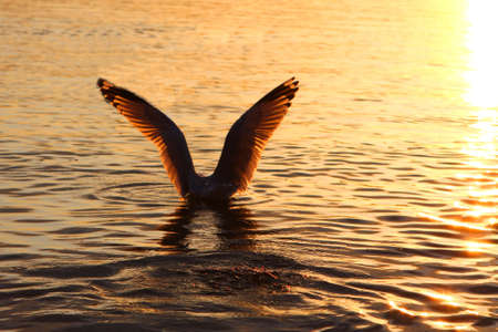 Ring-billed Gull Larus delawarensisの写真素材