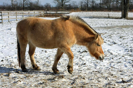 Norwegian Fjord Horse walkingの写真素材