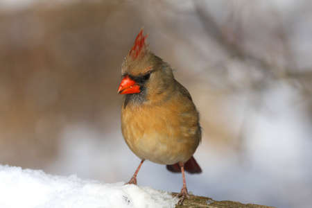 Northern Cardinal cardinalis femaleの写真素材
