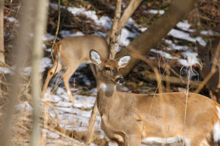 White-tailed Deer Odocoileus virginianusの写真素材