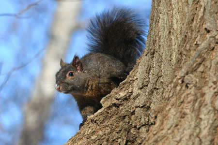 Black Squirrelの写真素材