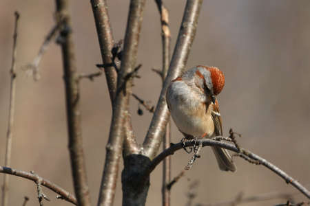 Tree Sparrow Passer montanusの写真素材