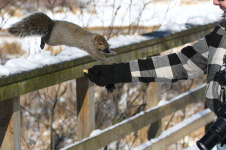 Hand Feeding Eastern Grey Squirrelの写真素材