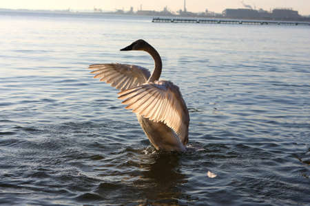 Swan Trumpeter Cygnus buccinatorの写真素材