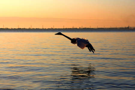 Swan Trumpeter Cygnus buccinatorの写真素材