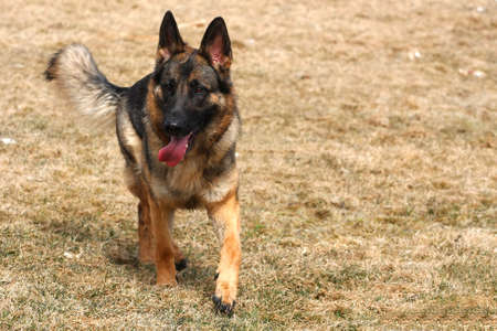 German Shepherd Dogの写真素材