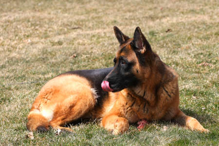 German Shepherd Dogの写真素材