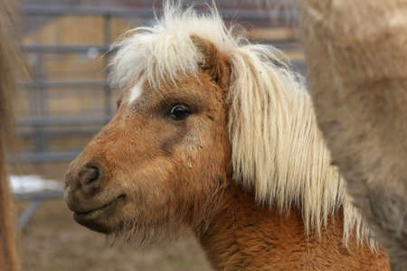 Miniature Horseの写真素材