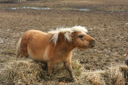 Miniature Horseの写真素材