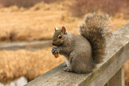 Gray Squirrel Sciurus carolinensisの写真素材