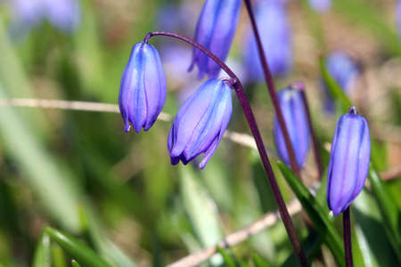Siberian Squill Flower Scilla siberica