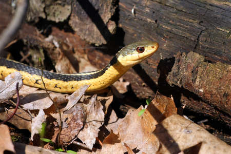 Common Garter Snake Thamnophis sirtalis