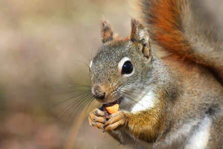 Red Squirrel Tamiasciurus hudsonicus