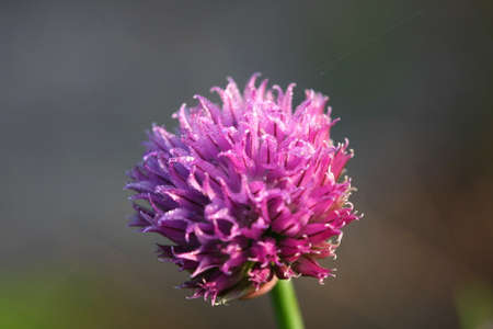 Chive Flower Allium schoenoprasum