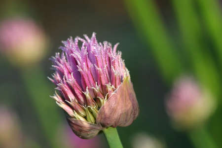 Chive Flower Bud Allium schoenoprasum