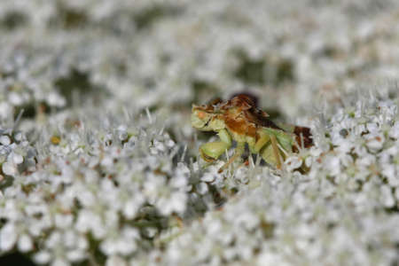 Ambush Bug Phymatinaeの写真素材