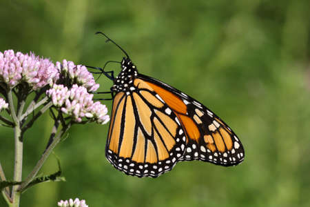 Monarch Butterfly Danaus plexippusの写真素材