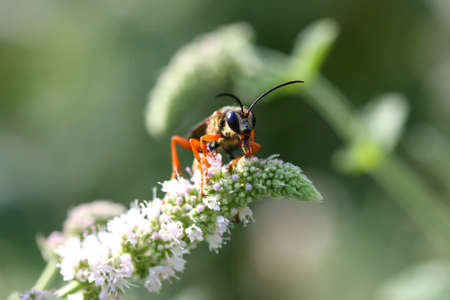 Great Golden Digger Wasp Sphexの写真素材