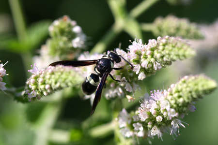 Mason or Potters Wasp Eumenes sppの写真素材