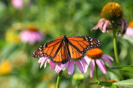 Monarch Butterfly Danaus plexippus