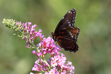 Red-spotted Purple Butterfly-Limenitis arthemisの写真素材