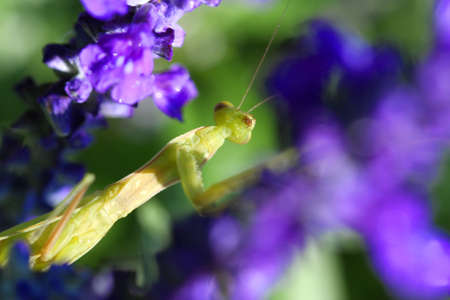 Praying Mantis-Tenodera aridifolia sinensis