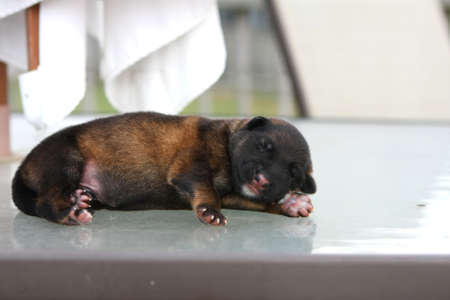 German Shepherd Puppyの写真素材