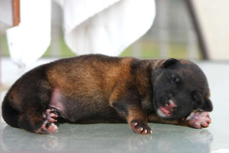 German Shepherd Puppyの写真素材