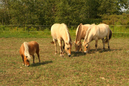 Norwegian Fjord Horseの写真素材