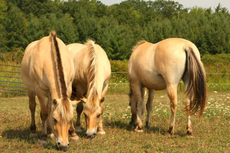 Norwegian Fjord Horseの写真素材