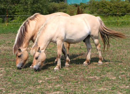 Norwegian Fjord Horseの写真素材