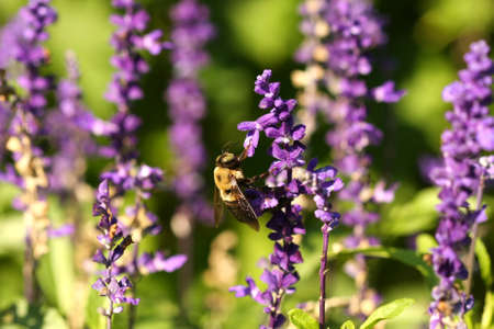 Carpenter Bee Xylocopinaeの写真素材