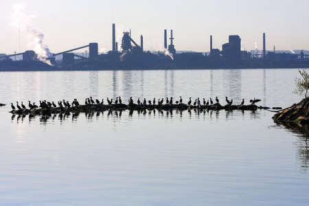 Double Crested Cormorant Phalacrocorax auritusの写真素材