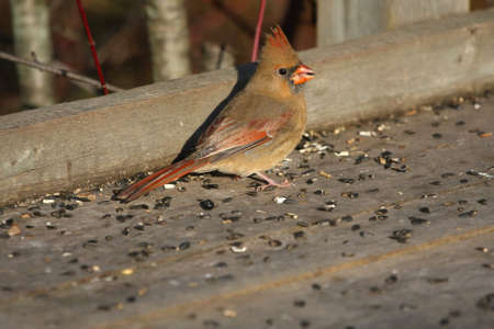 Cardinal female
