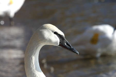 Trumpeter Swan Cygnus buccinatorの写真素材