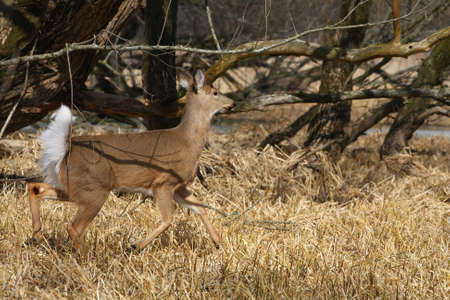 White-tailed Deer Odocoileus virginianusの写真素材