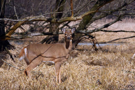 White-tailed Deer Odocoileus virginianusの写真素材