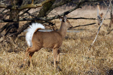 White-tailed Deer Odocoileus virginianusの写真素材