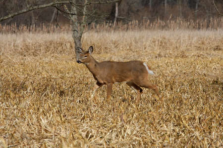 White-tailed Deer Odocoileus virginianusの写真素材