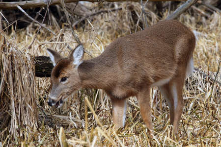 White-tailed Deer Odocoileus virginianusの写真素材