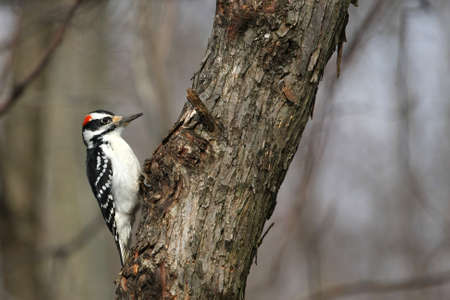 Hairy Woodpecker Picoides villosusの写真素材