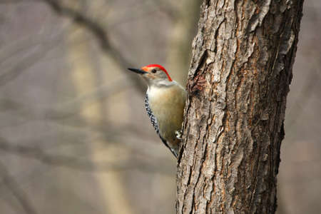 Red-bellied Woodpecker Melanerpes carolinusの写真素材